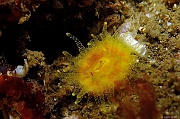 Balanophyllia regia-Belle ile Pointe de Kerzo-10m-20160704-Denis-ADER-DSC_8665_tn